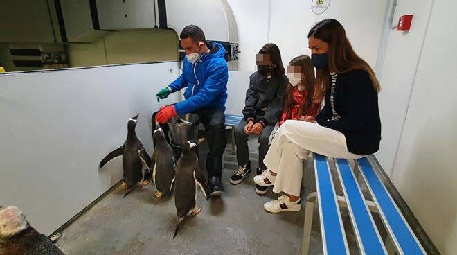 Acquario di Genova, festa per i 4 pinguini nati nell’estate 2021: Silvia Toffanin madrina d’eccezione