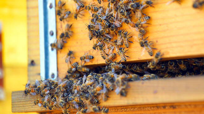Giornata mondiale delle api 2022: come nasce e perché si celebra il 20 maggio