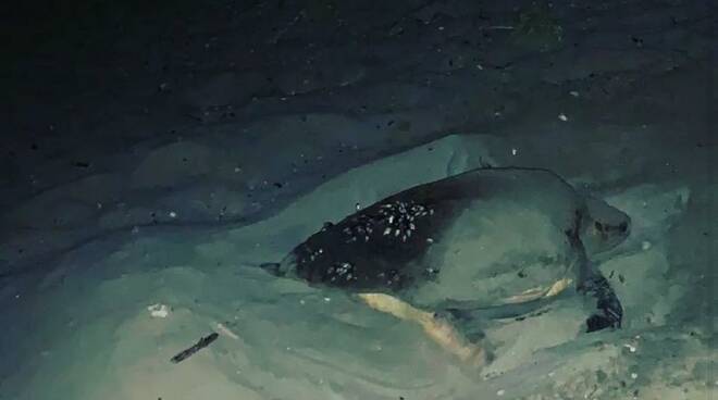 Sorpresa ad Anzio, tartaruga marina fa il nido sulla spiaggia: è il primo dell’estate