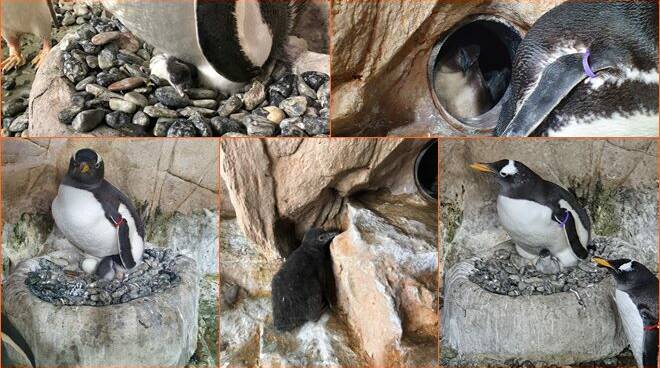 Quattro fiocchi nella vasca dei Pinguini: all’Acquario di Genova si possono vedere da vicino i pulcini
