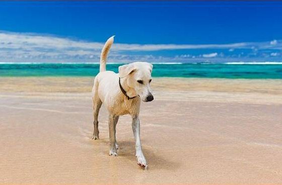 cane spiaggia