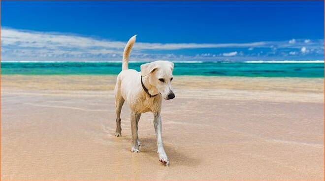 In spiaggia con il nostro cane: come, dove, quando? Ecco il decalogo dell’Oipa
