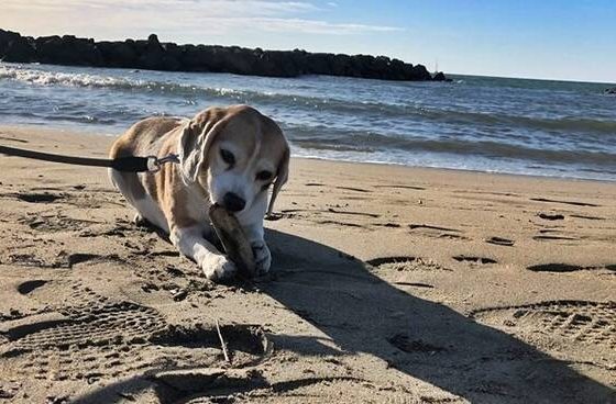spiaggia cane
