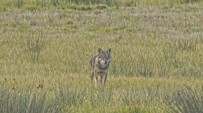 Torna il lupo al Parco Nazionale del Circeo: come comportarsi in caso di incontro “ravvicinato”