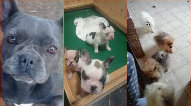 Traffico di cuccioli tra Ladispoli e Latina: li vendevano online spacciandoli per cani di razza
