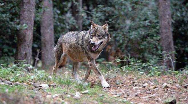 Tutela del lupo, la Guardia Nazionale Ambientale: “Troppe falsità e luoghi comuni sulla specie”