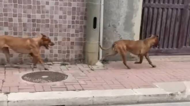 Paura a Focene: 2 pitbull sbranano un cagnolino