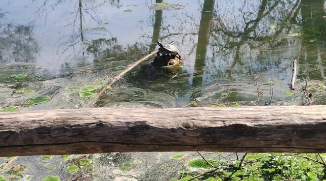 Orrore al Parco degli acquedotti: tartarughe usate come palloni da calcio