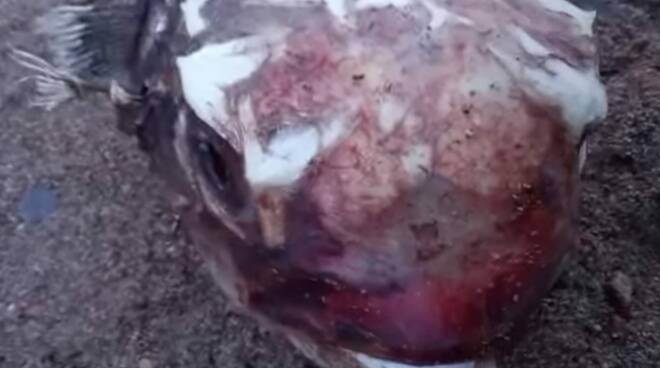 Pesce alieno nelle acque del Tirreno: la scoperta a Santa Marinella