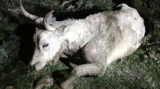 Santa Marinella, mucca resta impantanata in un fosso: salvata dai pompieri