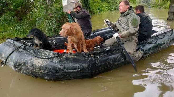 Alluvione in Emilia-Romagna, una raccolta fondi per aiutare gli animali