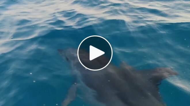 Lavinio, spettacolo a pochi metri dalla riva: salti e acrobazie dei delfini tra le onde