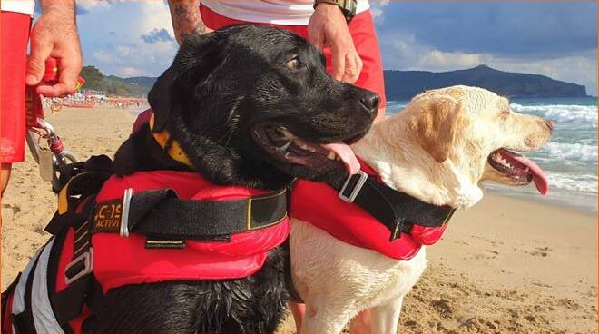 A lezione di sicurezza in mare con i cani bagnini sulle spiagge di Anzio e Nettuno