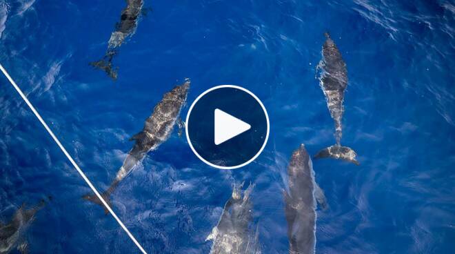 Delfini, balenottere e tartarughe: un magnifico tesoro da difendere nelle acque delle isole pontine