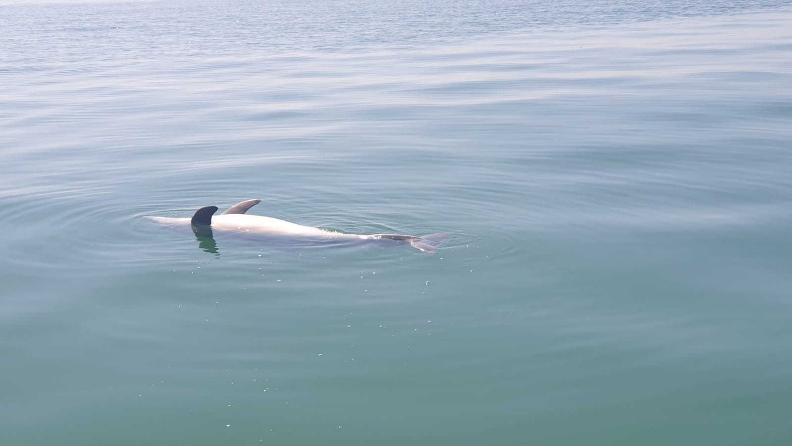 Fiumicino. Delfino trovato morto nei pressi di porto Canale: s’indaga sulle cause