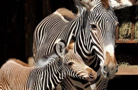 Zebra di Grevy