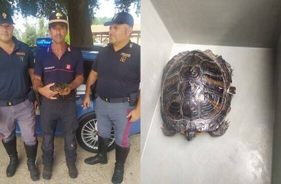Tartaruga Latina Polizia