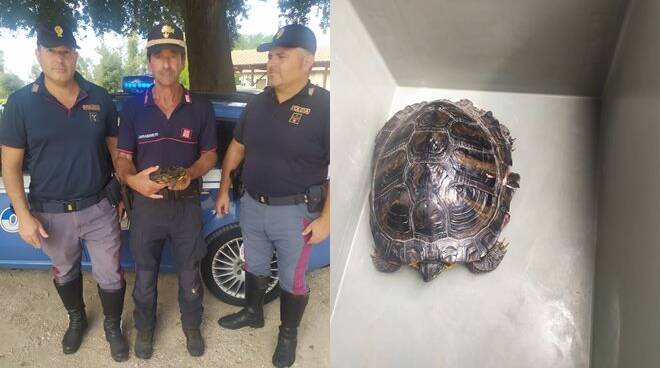Latina, tartaruga in carreggiata: salvata dai “centauri” della Polstrada
