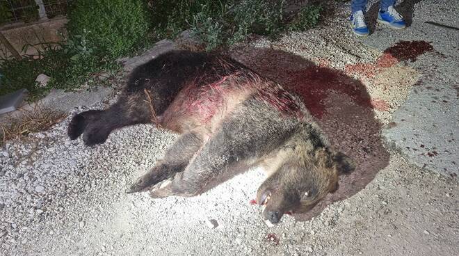 Uccisa a fucilate l’orsa Amarena. Era il simbolo del parco nazionale d’Abruzzo