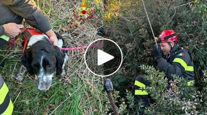 Cane da caccia cade in un pozzo di 16 metri: “Cesare” salvato dai Vigili del fuoco