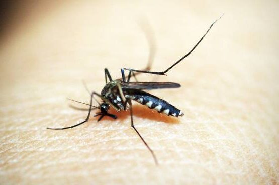 dengue zanzara infetta