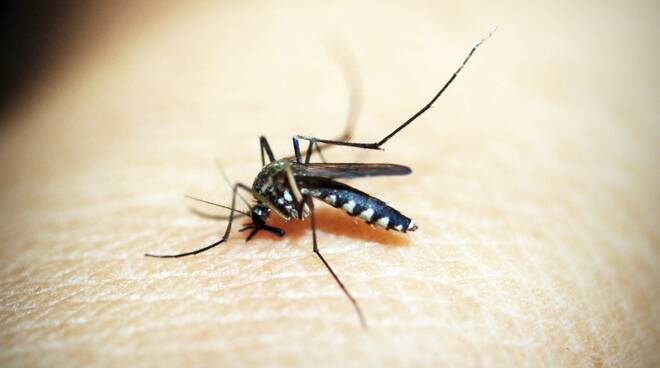 Allarme dengue: che cos’è, sintomi, cause e come si trasmette