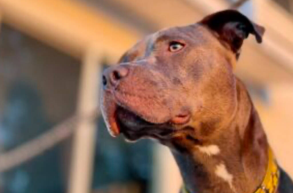 Roma, l’Oipa chiede l’introduzione di un “patentino speciale” per gestire alcune razze di cani