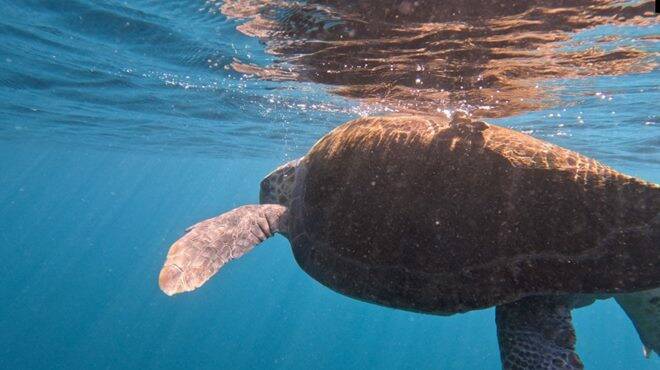Perché le tartarughe marine “scelgono” il litorale laziale: a Ostia l’incontro sulla salvaguardia della specie