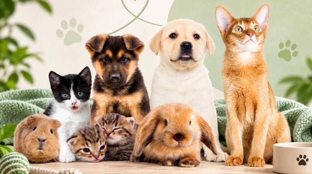 Fiumicino, quando gli animali salgono in scena: convegno in aula consiliare